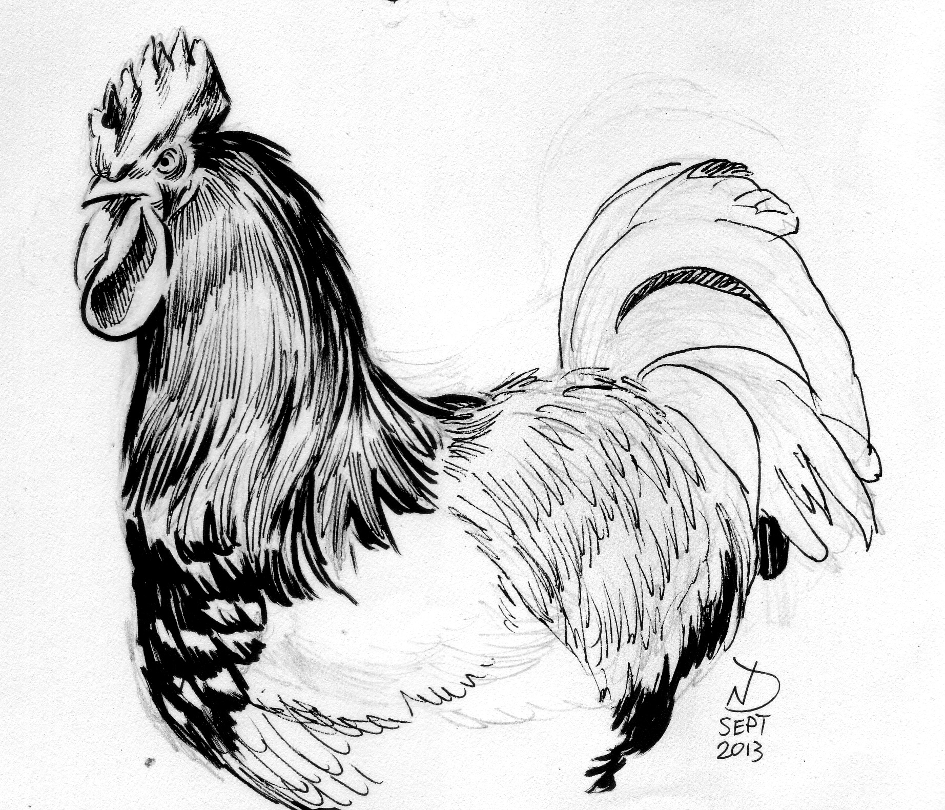 Rooster